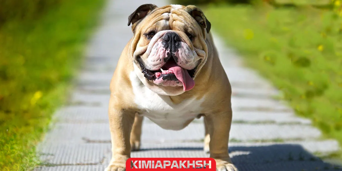 نژاد سگ کار - بولداگ