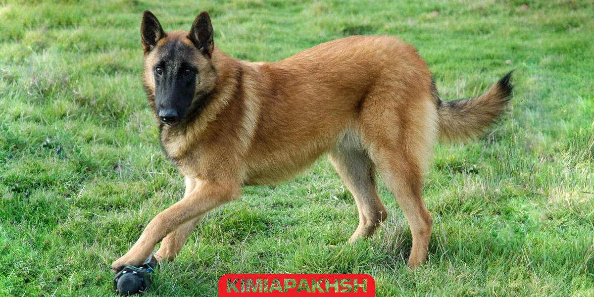 نژاد سگ کار - مالینویز
