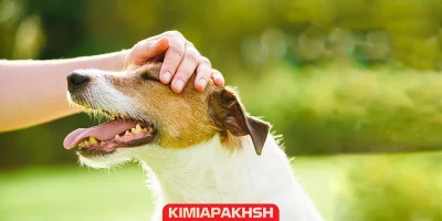 کاهش استرس و خشونت سگ ها