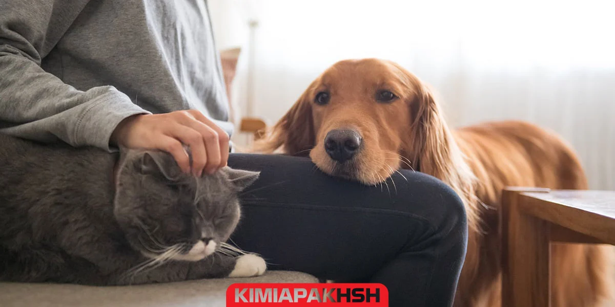 کاهش استرس سگ ها و گربه ها
